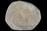 Partial Ogyginus Cordensis - Classic British Trilobite #103123-1